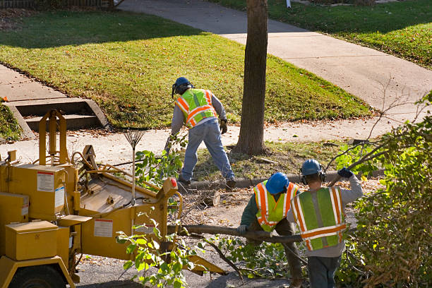 Nephi, UT Tree Care  Company